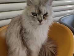 -平行世界·猫咖(首经贸店)