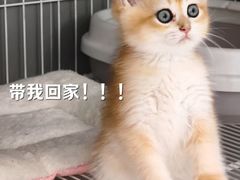 -翊宠yipet猫狗购宠庄园犬舍•猫舍