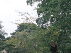 -井之头恩赐公园