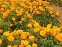 -松山湖梦幻百花洲