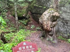 -汤旺河林海奇石景区
