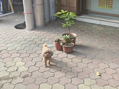 -玉滋補