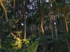 -深圳仙湖植物园