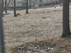 -合肥野生动物园