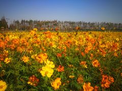 -上海长兴岛郊野公园