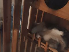 -Mr.Fox狐狸先生超级密室(南山店)