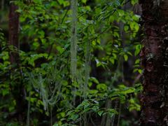 -叠溪松坪沟景区