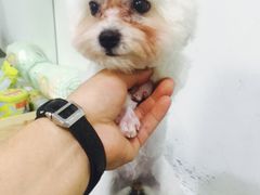 -FAELING PETS美天灵宠物(富力广场店)