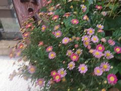 -冰冰龙虾·江湖菜·花园江景餐厅