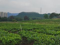 -美的鹭湖森林度假区