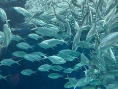 -上海海洋水族馆