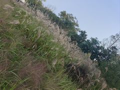 -贡湖湾湿地公园