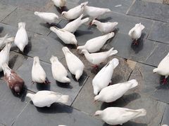 -白鹿原·白鹿仓