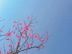 -天适樱花悠乐园
