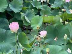 -莲花池公园