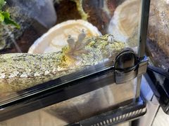 -酷以爬仙阁实体爬宠店·守宫·蜥蜴·专业繁育