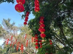 -深圳仙湖植物园