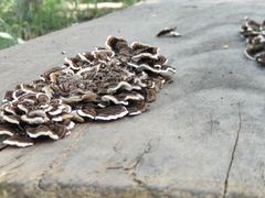 -便宜坊烤鸭店(幸福大街店)