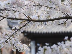 -高东镇樱花园