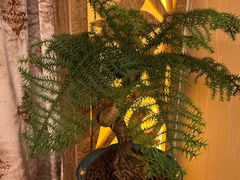 -新疆大厦·慕士塔格餐厅