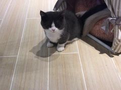 -momokira米努特·德文卷毛猫·棉花面纱犬