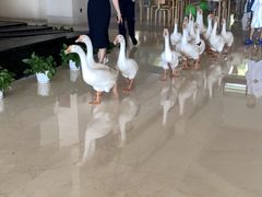 -海陵岛保利皇冠假日酒店·御公馆中餐厅 CANAL LNUA