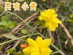 -嘉定紫藤园