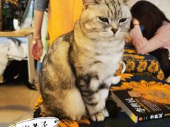 -平行世界·猫咖(首经贸店)