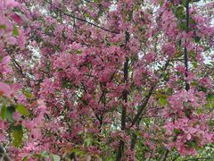 -长白岛森林公园