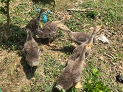 -呼吸森林·生态农庄农家乐私房菜