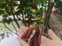 -天下先生态园农庄CS团建露营地(海鸥岛店)