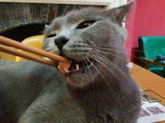 -猫色咖啡·猫咖