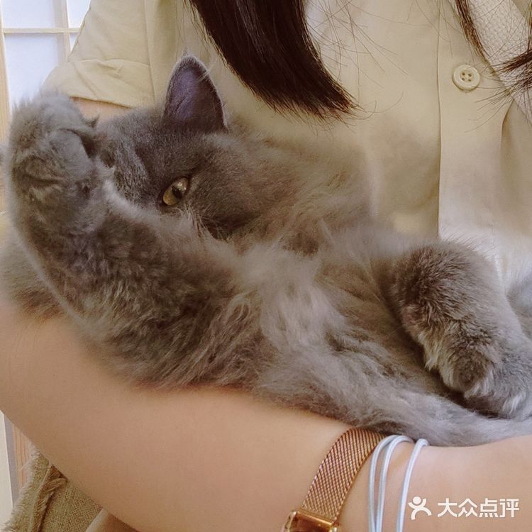 东莞平价猫咖