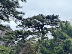 -黄山风景区