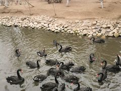 -长白岛森林公园