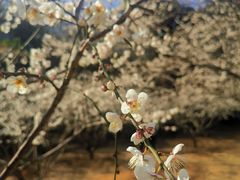 -广州市流溪河国家森林公园