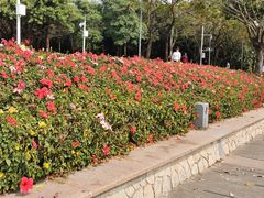 -深圳湾公园(南山区)