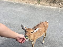 -清迈夜间动物园