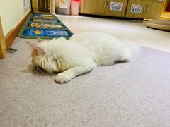 -猫和宫(六道口店)