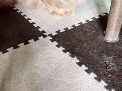 -猫猫幼稚园·撸猫·桌游·电玩
