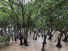 -宝安西湾红树林湿地公园