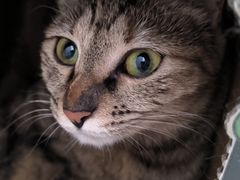 -宠爱国际动物医院·消化内科·心肾内科·ISFM猫友好(望京店)