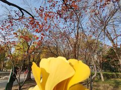 -玲珑塔公园