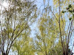 -洛阳市隋唐城遗址植物园