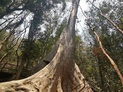 -中国科学院西双版纳热带植物园