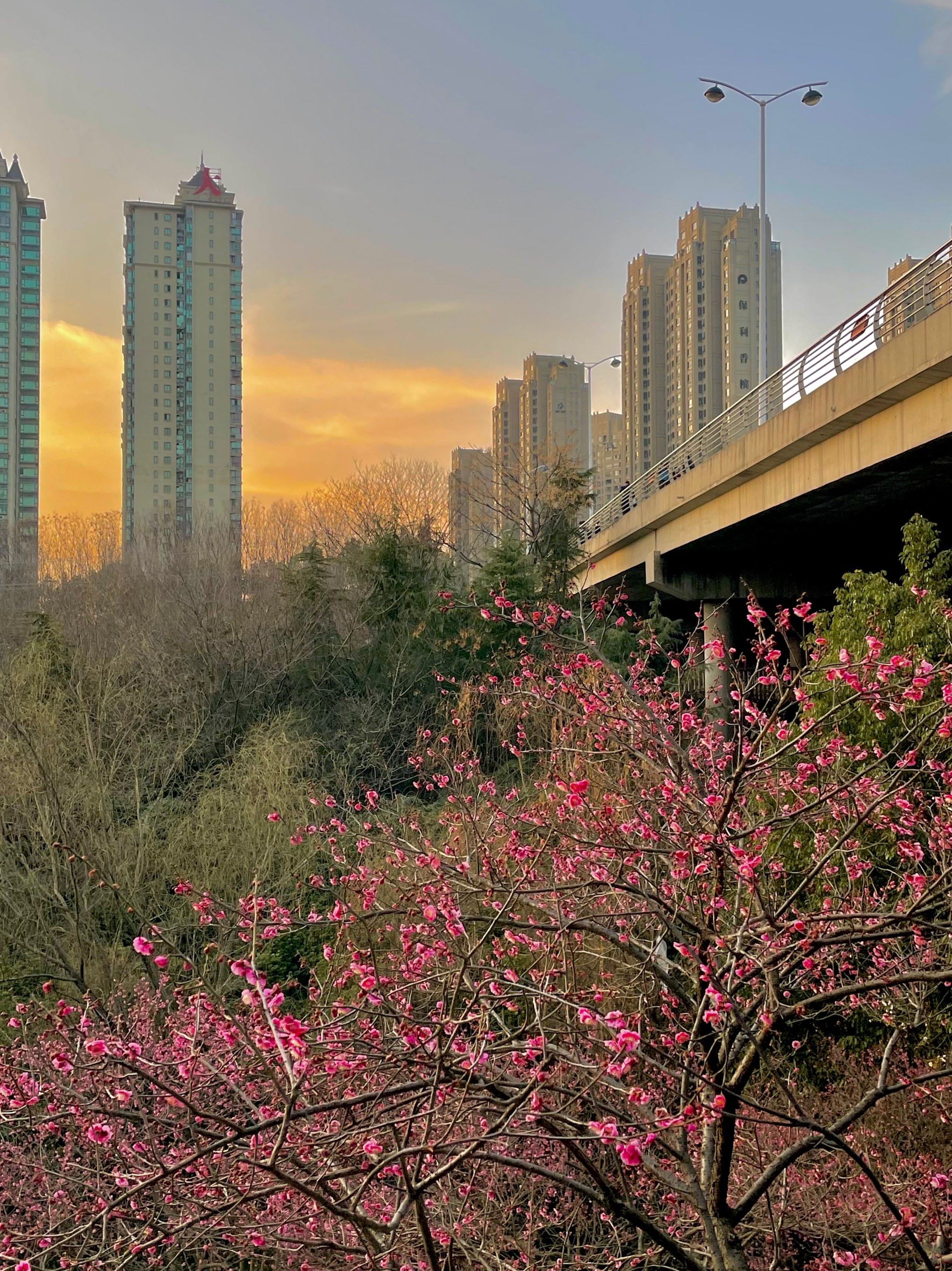 匡河公园的花快开荼靡了[心碎]要看赶快