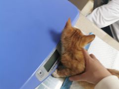 -艾贝尔宠物诊疗