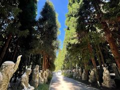 -武陵山森林公园