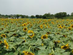 -上海杨姆庄园