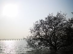 -宝安西湾红树林湿地公园